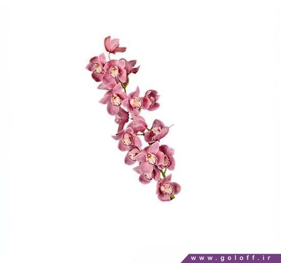 گلفروشی آنلاین - گل ارکیده سیمبیدیوم کارمن - Cymbidium Orchid | گل آف